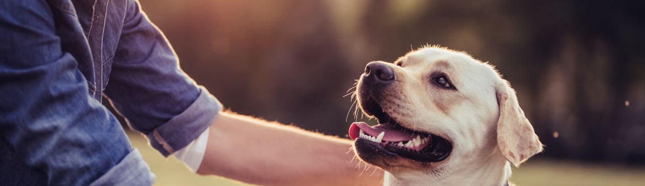 person petting their yellow lab outside